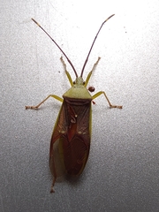 Homoeocerus walkeri