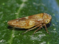 Rhytidodus decimusquartus