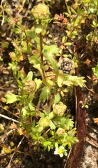 Brachyscome goniocarpa