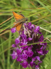 Thymelicus sylvestris