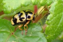 Cryptocephalus