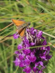 Thymelicus sylvestris