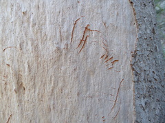 Phascolarctos cinereus