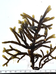 Splachnidium rugosum