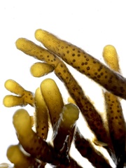 Splachnidium rugosum