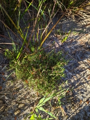 Laxmannia orientalis