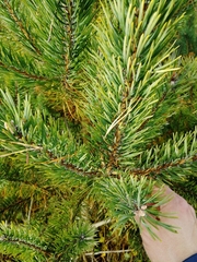 Pinus sylvestris