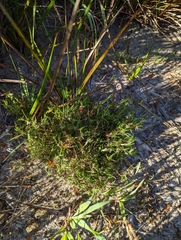 Laxmannia orientalis