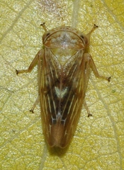 Rhytidodus decimusquartus