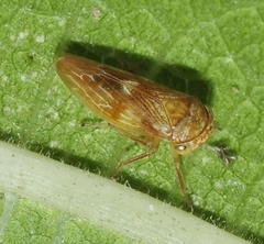 Rhytidodus decimusquartus