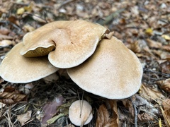 Suillus bovinus