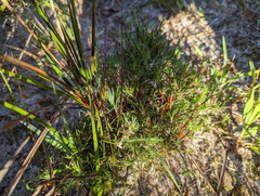 Laxmannia orientalis