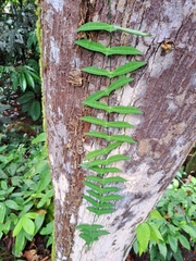 Adenia cordifolia