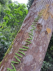 Adenia cordifolia