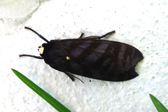 Pachydota
