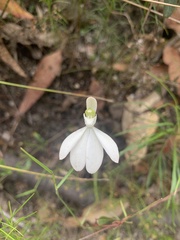 Caladenia catenata