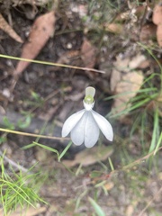 Caladenia catenata