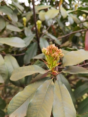 Photinia
