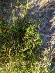 Laxmannia orientalis