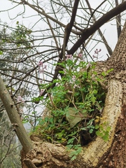 Corydalis