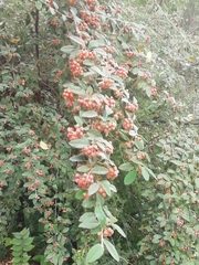 Cotoneaster coriaceus