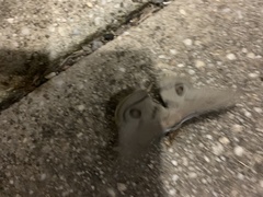 Opodiphthera eucalypti