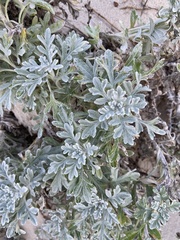 Artemisia stelleriana