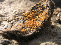 Wasmannia auropunctata