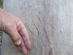 Phascolarctos cinereus