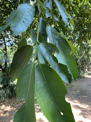 Garcinia xanthochymus
