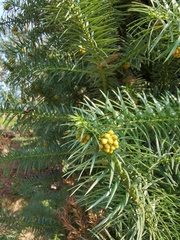 Cunninghamia lanceolata
