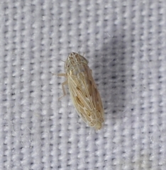 Psammotettix sabulicola