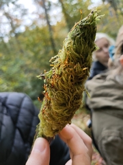 Herzogiella seligeri