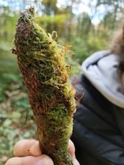 Herzogiella seligeri