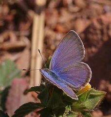 Zizeeria knysna