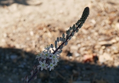 Drimia maritima