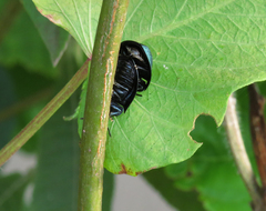 Cyrtonota thalassina