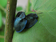 Cyrtonota thalassina