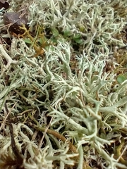 Cladonia arbuscula