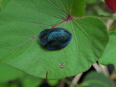 Cyrtonota thalassina