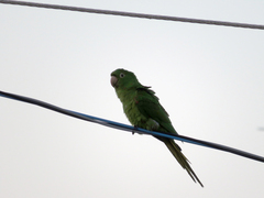 Psittacara leucophthalmus