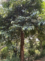 Garcinia xanthochymus