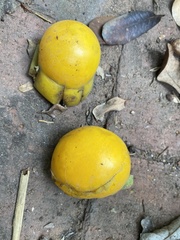 Garcinia xanthochymus