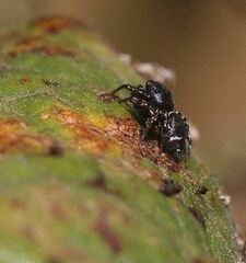 Salticinae