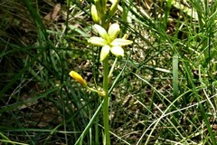 Bulbine bulbosa