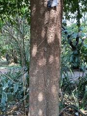 Garcinia xanthochymus