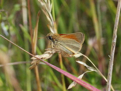 Thymelicus sylvestris