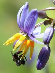 Tetragonula carbonaria