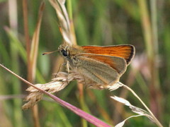 Thymelicus sylvestris