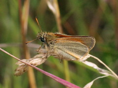 Thymelicus sylvestris